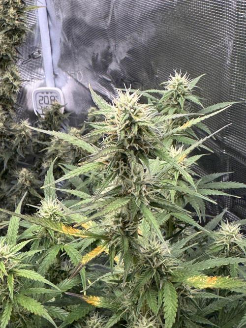 Sherbet Queen Auto (RQS). Week 9 - 12/03/2026 - day 68
Sherbet #2
