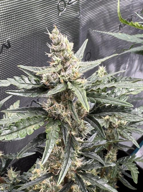 Sherbet Queen Auto (RQS). Week 9 - 12/03/2026 - day 68
Sherbet #4