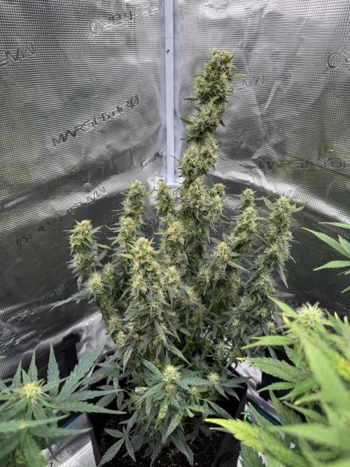 Sherbet Queen Auto (RQS). Week 9 - 12/03/2026 - day 68
Sherbet #3