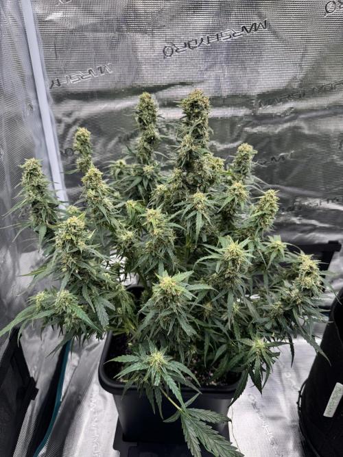 Sherbet Queen Auto (RQS). Week 10 - 14/03/2026 - day 70
Sherbet #1