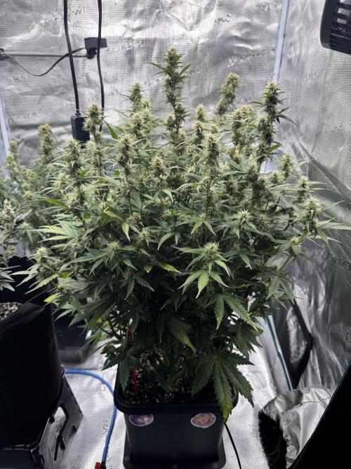 Sherbet Queen Auto (RQS). Week 10 - 14/03/2026 - day 70
Sherbet #2