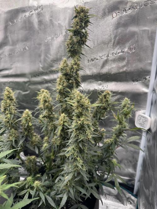 Sherbet Queen Auto (RQS). Week 10 - 14/03/2026 - day 70
Sherbet #3