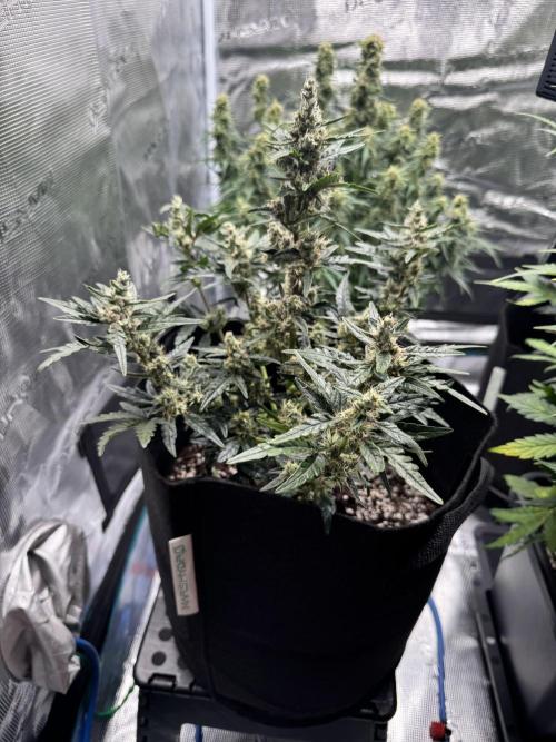 Sherbet Queen Auto (RQS). Week 10 - 14/03/2026 - day 70
Sherbet #4