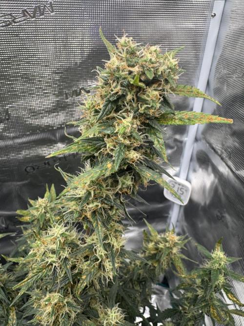 Sherbet Queen Auto (RQS). Week 10 - 14/03/2026 - day 70
Sherbet #3