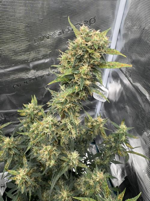 Sherbet Queen Auto (RQS). Week 10 - 14/03/2026 - day 70
Sherbet #3