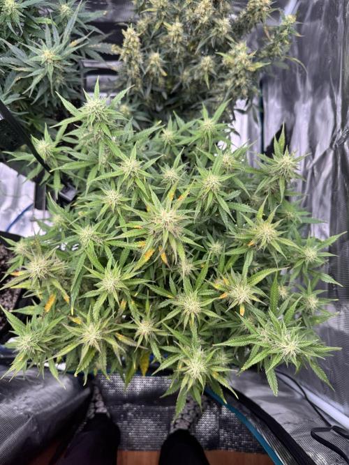 Sherbet Queen Auto (RQS). Week 10 - 14/03/2026 - day 70
Sherbet #2