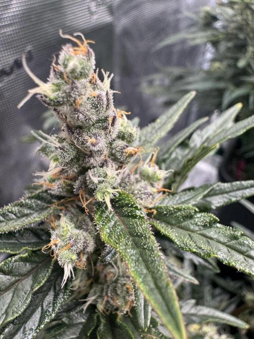 Sherbet Queen Auto (RQS). Week 10 - 14/03/2026 - day 70
Sherbet #4