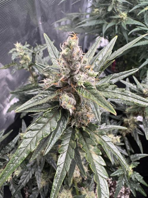 Sherbet Queen Auto (RQS). Week 10 - 14/03/2026 - day 70
Sherbet #4