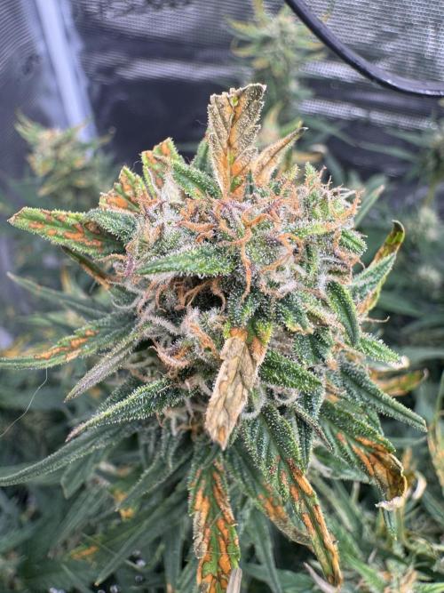 Sherbet Queen Auto (RQS). Week 10 - 14/03/2026 - day 70
Sherbet #1