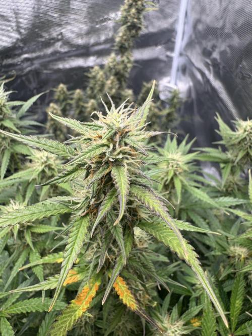 Sherbet Queen Auto (RQS). Week 10 - 14/03/2026 - day 70
Sherbet #2