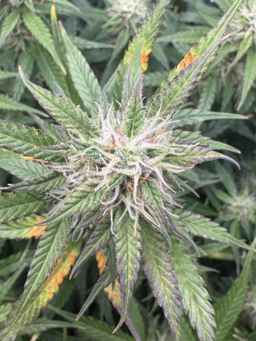 Sherbet Queen Auto (RQS). Week 10 - 14/03/2026 - day 70
Sherbet #2