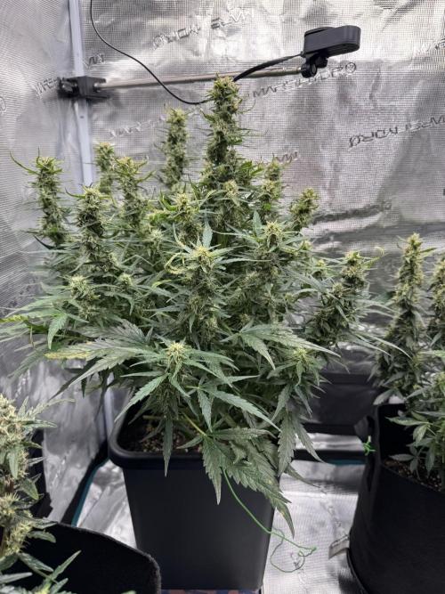Sherbet Queen Auto (RQS). Week 9 - End of week 9
Sherbet #1