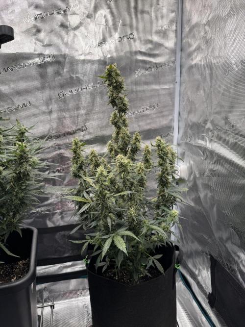 Sherbet Queen Auto (RQS). Week 9 - End of week 9
Sherbet #3