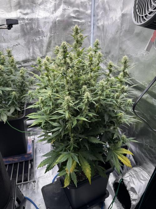 Sherbet Queen Auto (RQS). Week 9 - End of week 9
Sherbet #2