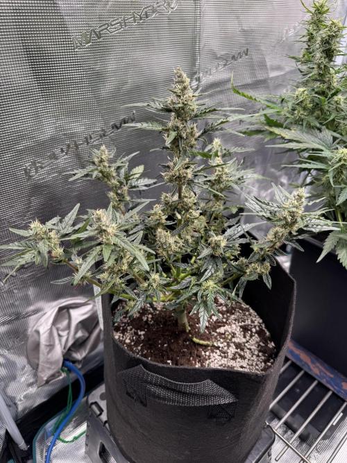 Sherbet Queen Auto (RQS). Week 9 - End of week 9
Sherbet #4