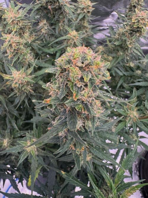 Sherbet Queen Auto (RQS). Week 10 - 17/03/2026 - day 73
Sherbet #1