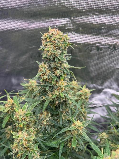 Sherbet Queen Auto (RQS). Week 10 - 17/03/2026 - day 73
Sherbet #1