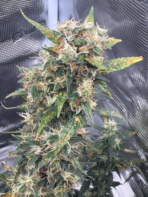 Sherbet Queen Auto (RQS). Week 10 - 17/03/2026 - day 73
Sherbet #3
