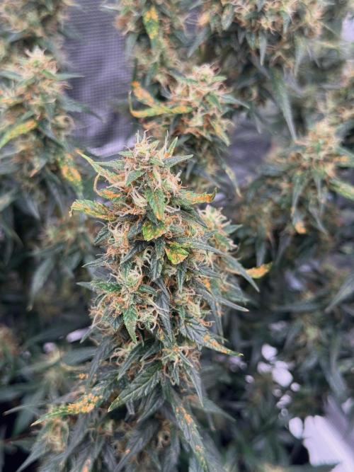 Sherbet Queen Auto (RQS). Week 10 - 17/03/2026 - day 73
Sherbet #3