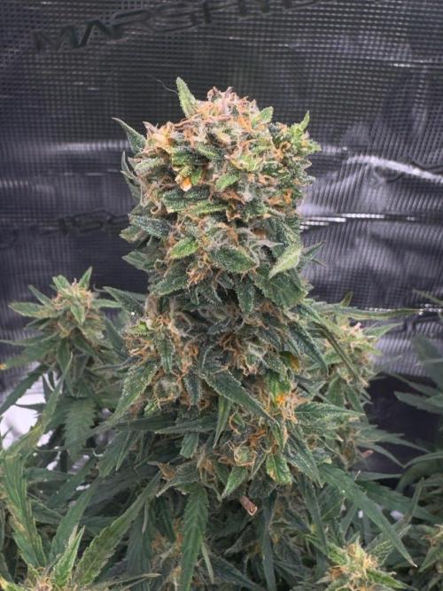 Sherbet Queen Auto (RQS). Week 10 - 17/03/2026 - day 73
Sherbet #1