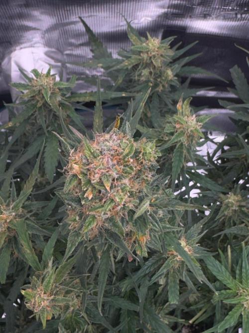 Sherbet Queen Auto (RQS). Week 10 - 17/03/2026 - day 73
Sherbet #1