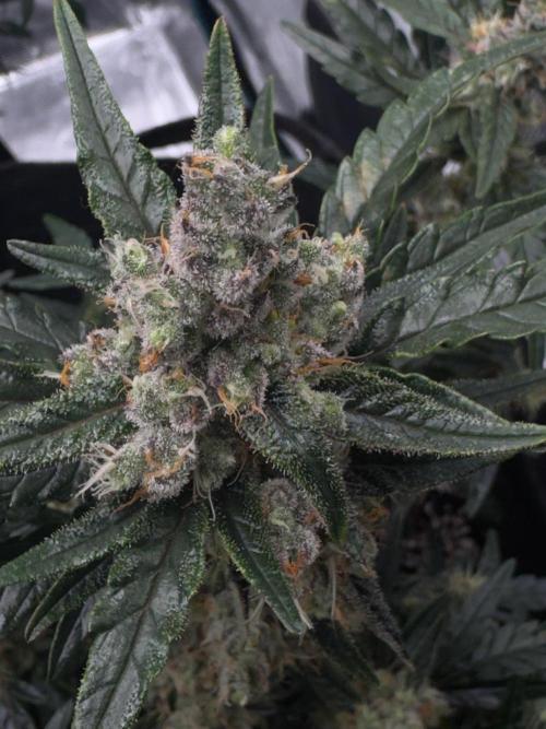 Sherbet Queen Auto (RQS). Week 10 - 17/03/2026 - day 73
Sherbet #4