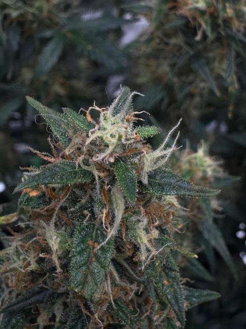 Sherbet Queen Auto (RQS). Week 10 - 17/03/2026 - day 73
Sherbet #3