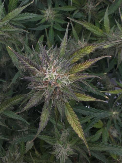 Sherbet Queen Auto (RQS). Week 10 - 17/03/2026 - day 73
Sherbet #2