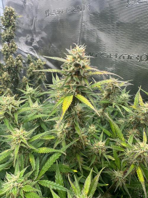 Sherbet Queen Auto (RQS). Week 10 - 17/03/2026 - day 73
Sherbet #2