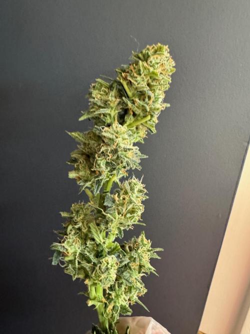 Sherbet Queen Auto (RQS). Week 11 - Sherbet1 - Trimmed Buds