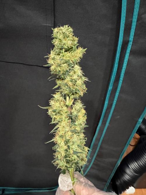Sherbet Queen Auto (RQS). Week 11 - Sherbet1 - Trimmed Buds
