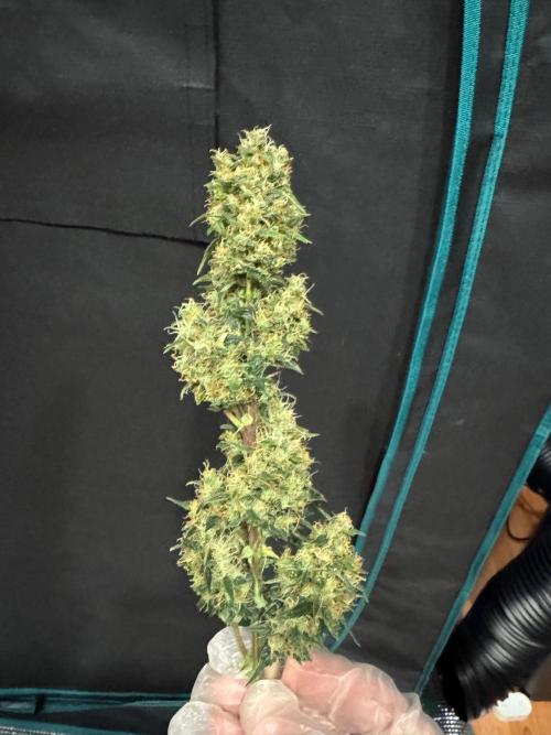 Sherbet Queen Auto (RQS). Week 11 - Sherbet1 - Trimmed Buds