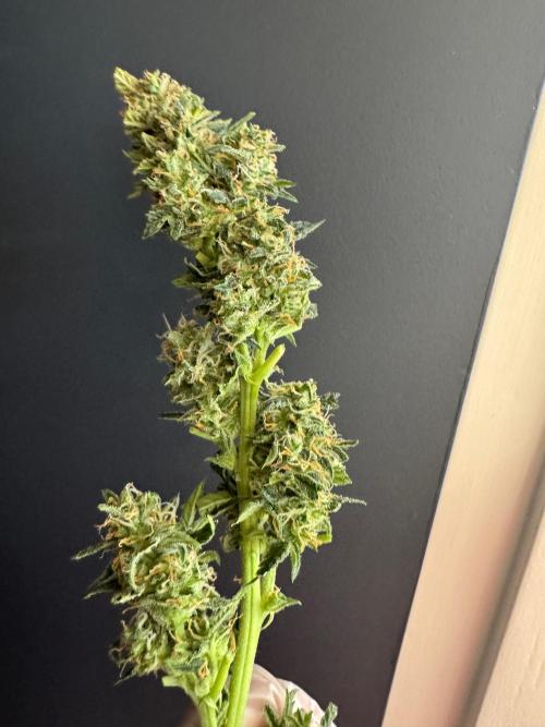 Sherbet Queen Auto (RQS). Week 11 - Sherbet1 - Trimmed Buds