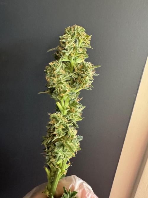 Sherbet Queen Auto (RQS). Week 11 - Sherbet1 - Trimmed Buds