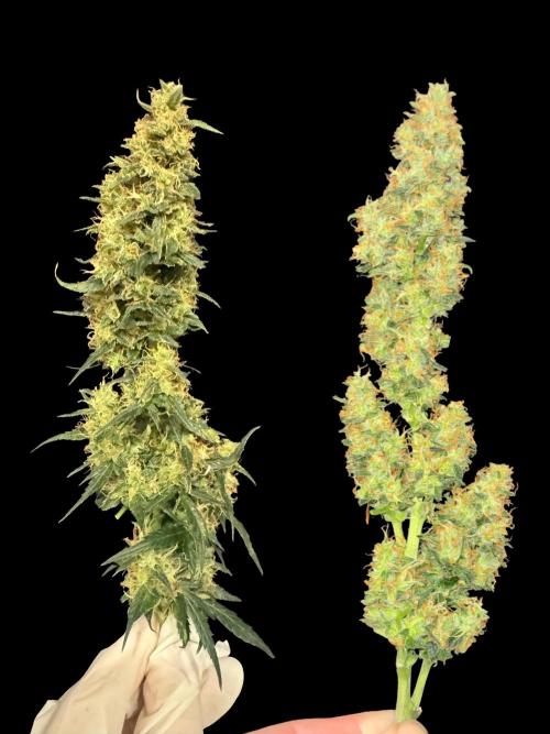 Sherbet Queen Auto (RQS). Week 11 - before & after trimming