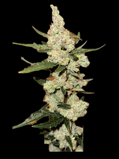 Sherbet Queen Auto (RQS). Week 11 - Sherbet4 - Before trimming