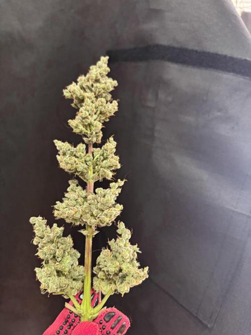 Sherbet Queen Auto (RQS). Week 11 - Sherbet4 - Trimmed Buds