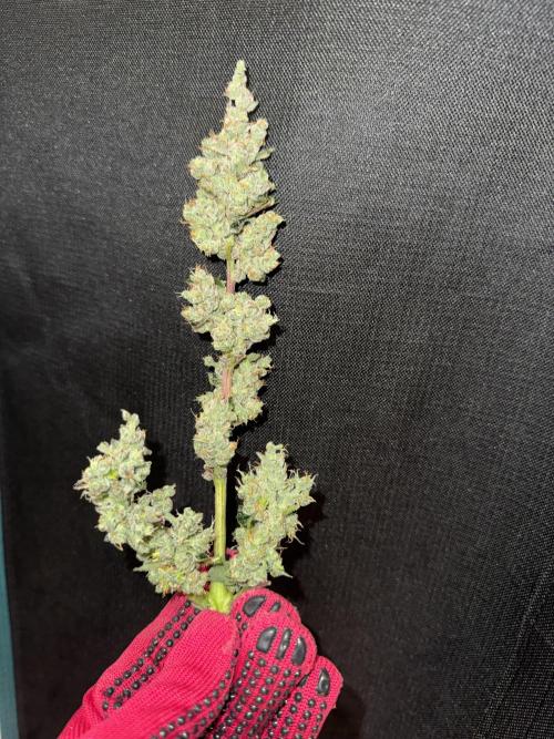 Sherbet Queen Auto (RQS). Week 11 - Sherbet4 - Trimmed Buds