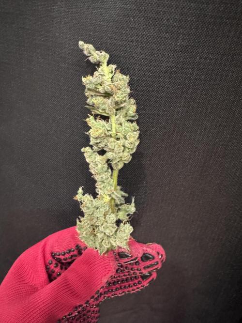 Sherbet Queen Auto (RQS). Week 11 - Sherbet4 - Trimmed Buds