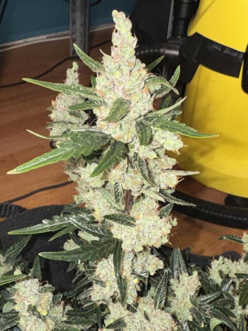Sherbet Queen Auto (RQS). Week 11 - Sherbet4