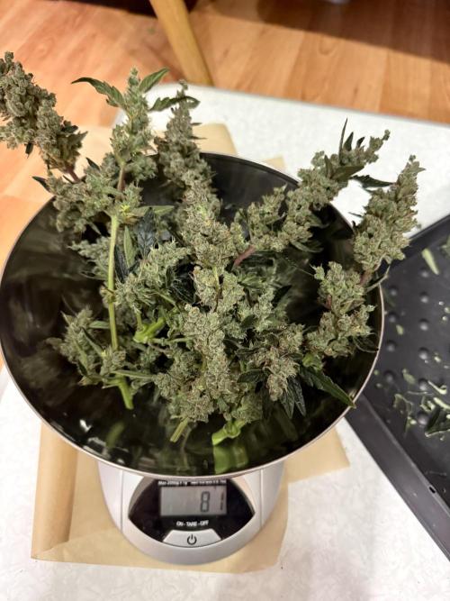 Sherbet Queen Auto (RQS). Week 11 - Sherbet4 - Trimmed Buds