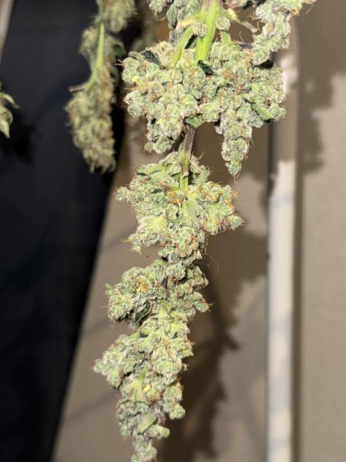 Sherbet Queen Auto (RQS). Week 11 - Sherbet4 - Trimmed Buds