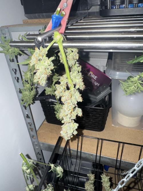 Sherbet Queen Auto (RQS). Week 11 - Trimmed Buds
