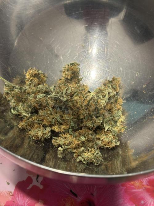 Sherbet Queen Auto (RQS). Week 11 - Collecting smaller buds & sugar leaves