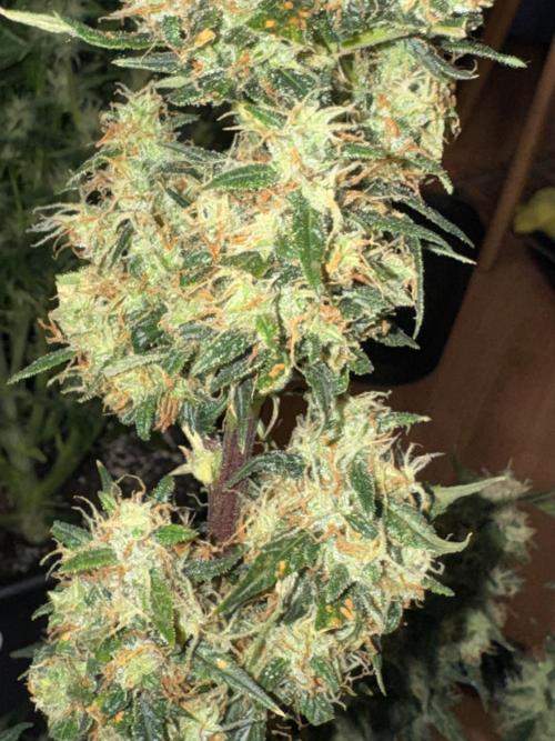 Sherbet Queen Auto (RQS). Week 11 - 🌵I LIKE FAT BUDS and I cannot lie 🌵 💚💜? 