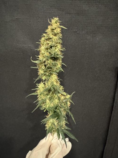 Sherbet Queen Auto (RQS). Week 11 - Sherbet3 - before trimming