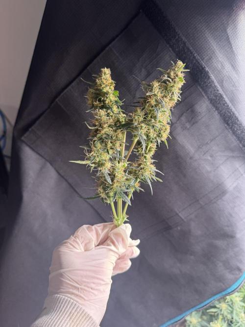 Sherbet Queen Auto (RQS). Week 11 - Sherbet3 - before trimming