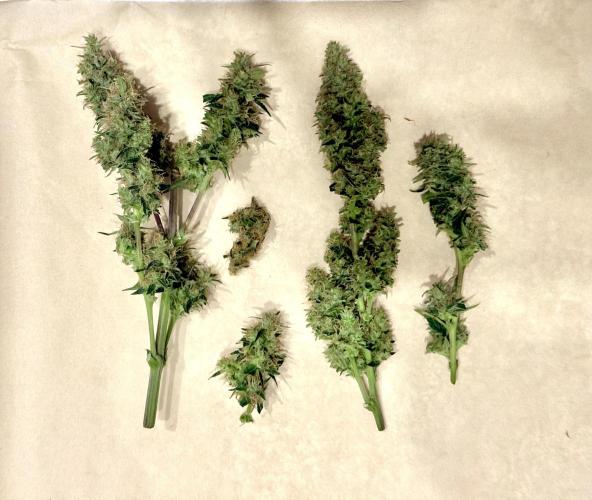 Sherbet Queen Auto (RQS). Week 11 - Sherbet3 - trimmed buds