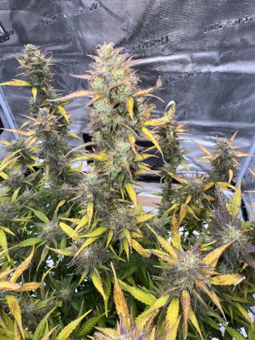 Sherbet Queen Auto (RQS). Week 11 - Sherbet2 pre-harvest
Day 83 - 27/3/2026