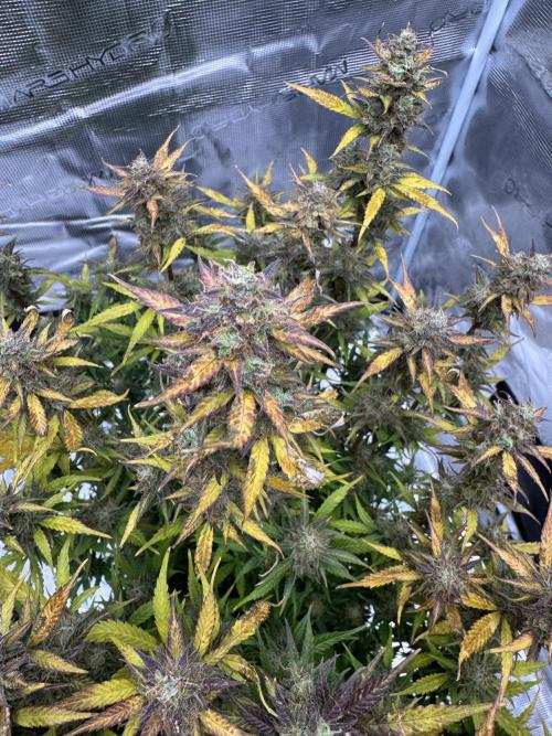 Sherbet Queen Auto (RQS). Week 11 - Sherbet2 pre-harvest
Day 83 - 27/3/2026